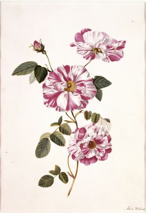 Workshop Botanisch Tekenen